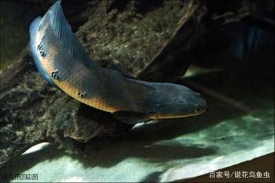 黑魔神和龍魚混養(yǎng)：黑魔神雷龍魚和龍魚可以混養(yǎng) 龍魚百科 第1張