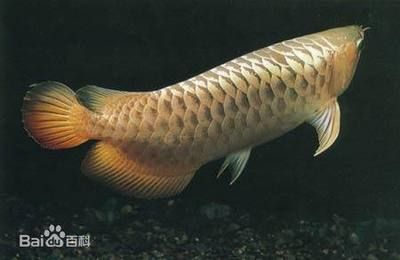 紅尾金龍魚(yú)是淡水魚(yú)嘛還是海魚(yú)：紅尾金龍魚(yú)是一種典型的淡水魚(yú)類(lèi)