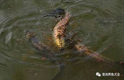 龍魚漲肚子怎么治療最有效：龍魚漲肚子怎么辦 龍魚百科 第3張