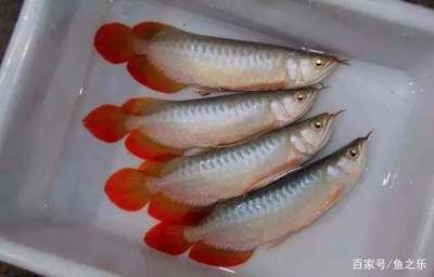 紅龍魚(yú)如何挑選好的魚(yú)苗：如何挑選好的紅龍魚(yú)魚(yú)苗