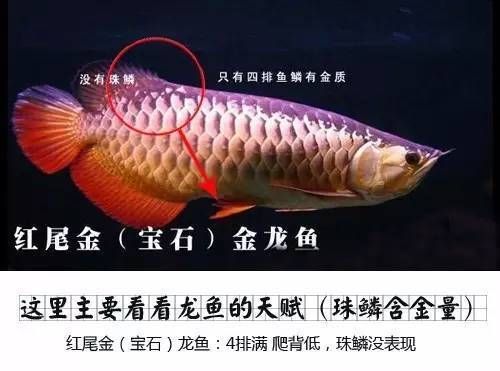 龍魚品相和介紹的區(qū)別是什么意思?。骸捌废唷焙汀敖榻B”是什么意思龍魚品相和介紹的區(qū)別