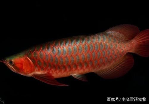 紅龍魚繁殖力和大口鱸魚哪個強：紅龍魚和大口鱸魚哪個強 龍魚百科 第3張