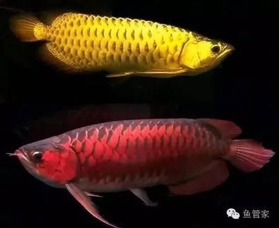 龍魚傾斜游：龍魚傾斜游可能有多種原因 龍魚百科 第1張