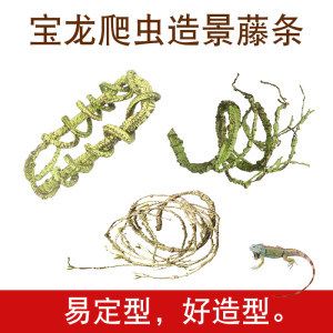 龍魚魚須彎了怎么辦？：龍魚魚須彎了怎么辦