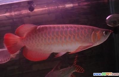 紅龍?zhí)暨x標(biāo)準(zhǔn)：如何挑選紅龍魚 龍魚百科 第3張