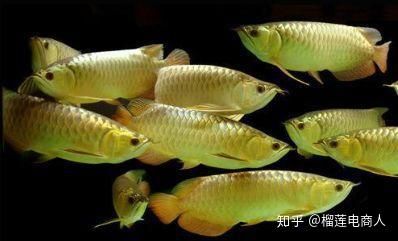 養(yǎng)殖龍魚(yú)可以致富嗎知乎：養(yǎng)殖龍魚(yú)可以致富嗎