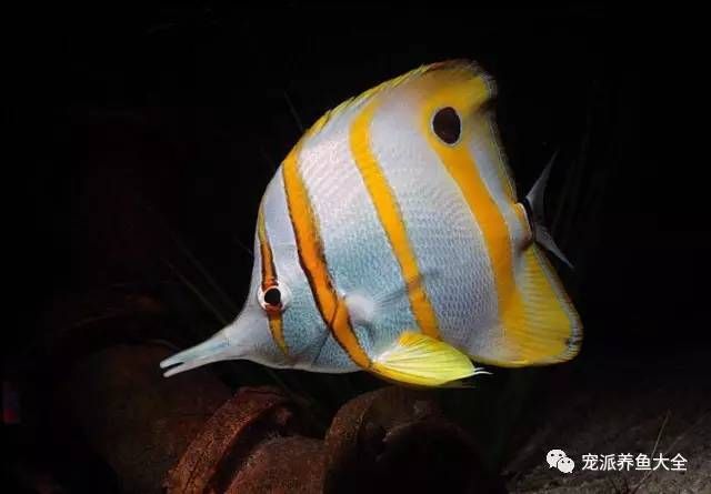 火箭魚和龍魚混養(yǎng)可以嗎：火箭魚和龍魚可以混養(yǎng)嗎 龍魚百科 第3張