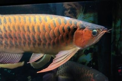 黃化龍魚23厘米價格多少一條：黃化龍魚23厘米價格多少一條黃化龍魚23厘米價格多少一條