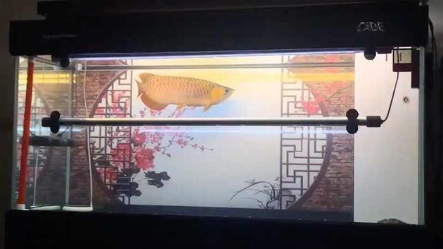 新手選龍魚尺寸怎么選的：新手選擇龍魚尺寸怎么選，新手選龍魚尺寸怎么選的 龍魚百科 第1張