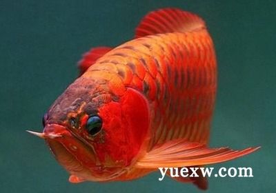 龍魚拼命撞缸：龍魚為什么會撞缸