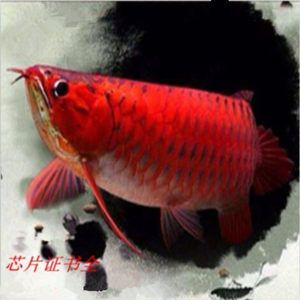 帝王紅龍魚品質(zhì)好不好養(yǎng)：帝王紅龍魚發(fā)色最快要到一年半 龍魚百科 第1張