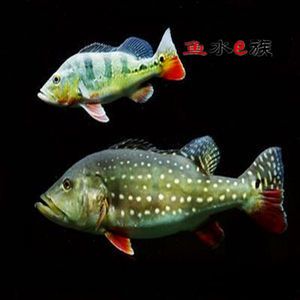 帝王紅龍魚品質(zhì)好不好養(yǎng)：帝王紅龍魚發(fā)色最快要到一年半 龍魚百科 第3張