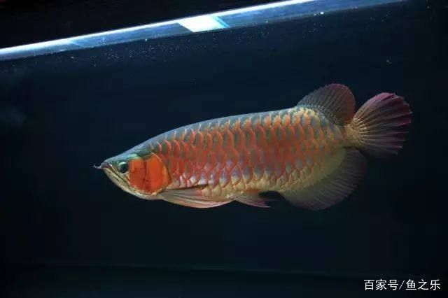 紅龍魚怎么樣背線能直直的長：如何飼養(yǎng)紅龍魚 龍魚百科 第3張