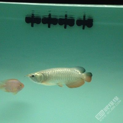 買賣龍魚犯法嗎怎么處理：買賣龍魚時需要謹(jǐn)慎，避免觸犯法律規(guī)定，避免觸犯法律責(zé)任 龍魚百科 第3張