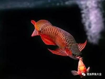 龍魚白點病和水霉病哪個嚴(yán)重：龍魚白點病和水霉病哪個嚴(yán)重， 龍魚百科 第3張