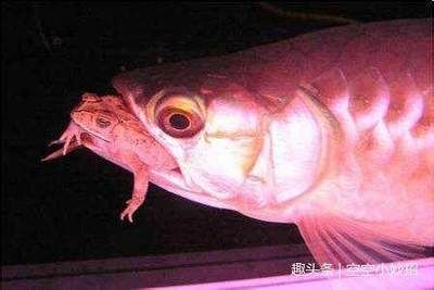 怎樣治療龍魚厭食癥的方法有哪些：怎樣治療龍魚厭食癥