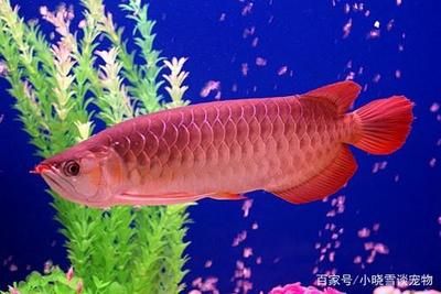 紅龍魚歪著身體游泳好嗎：紅龍魚歪著身體游泳好嗎紅龍魚歪著身體游泳好嗎