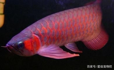 如何才能養(yǎng)好龍魚呢：養(yǎng)好龍魚需要注意以下幾個(gè)方面