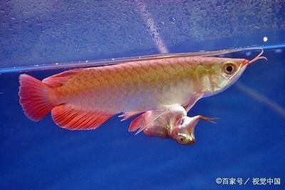 如何才能養(yǎng)好龍魚呢：養(yǎng)好龍魚需要注意以下幾個(gè)方面