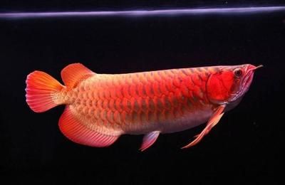 龍魚(yú)胸鰭分叉能長(zhǎng)好么：龍魚(yú)胸鰭分叉能否長(zhǎng)好