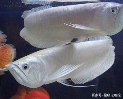 龍魚的做法家常竅門 龍魚百科 第2張