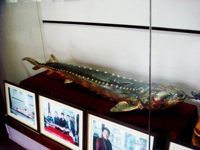 克拉瑪依龍魚專賣店：克拉瑪依龍魚市場(chǎng)價(jià)格 龍魚百科 第1張