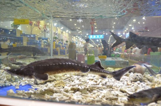 克拉瑪依龍魚專賣店：克拉瑪依龍魚市場(chǎng)價(jià)格 龍魚百科 第2張