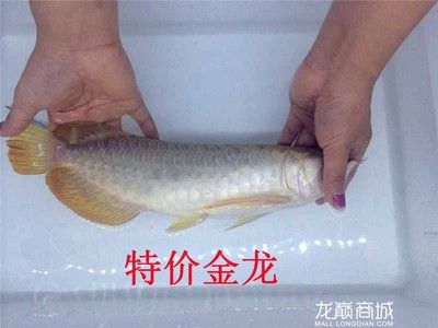 極品藍(lán)龍魚價(jià)格多少：極品藍(lán)龍魚價(jià)格因個(gè)體差異和市場需求而異和市場需求而異