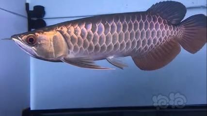 金龍魚古典過背圖：關于金龍魚古典過背的信息和描述 龍魚百科 第1張