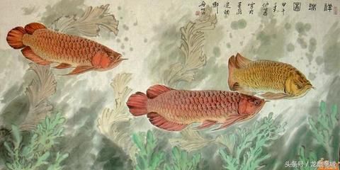 一條龍魚配幾條魚：一條龍魚可以配一到兩條飛鳳魚、三條鸚鵡魚或一條虎魚