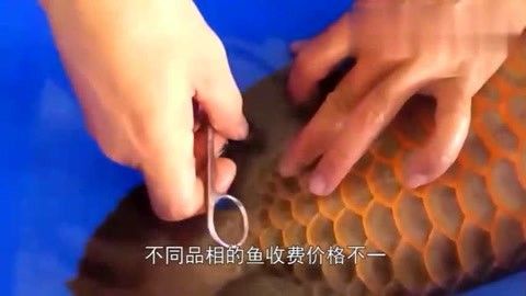 金龍魚手術(shù)多少錢能做：金龍魚美容手術(shù)多少錢 龍魚百科 第3張