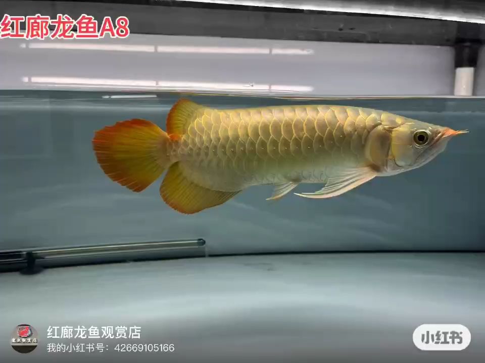 大湖龍魚：漂亮大胸鰭尾,諸葛非 觀賞魚論壇