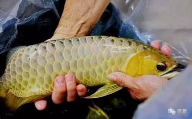 龍魚可以用高錳酸鉀消毒嗎：龍魚可以用高錳酸鉀消毒嗎龍魚可以用高錳酸鉀消毒嗎 龍魚百科 第3張