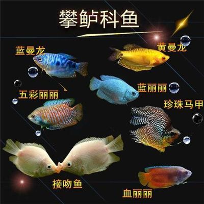 紅寶石魚和曼龍魚混養(yǎng)嗎：紅寶石魚和曼龍魚可以混養(yǎng)嗎 龍魚百科 第2張