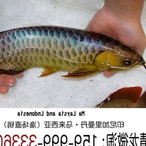 金龍魚(yú)過(guò)背和b過(guò)區(qū)別：過(guò)背金龍魚(yú)和b過(guò)金龍魚(yú)在血統(tǒng)、外觀特征和市場(chǎng)價(jià)值有所不同