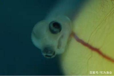 龍魚眼圈發(fā)白是什么病怎么治療好：龍魚眼圈發(fā)白是什么病怎么治療好龍魚眼圈發(fā)白是什么病