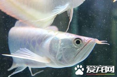 養(yǎng)銀龍魚注意事項(xiàng)大全：養(yǎng)銀龍魚的注意事項(xiàng)