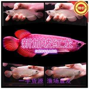 紅龍魚苗批發(fā)：紅龍魚苗批發(fā)價格