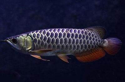 龍魚最愛吃的食物是什么：龍魚是一種肉食性魚類，它們的飲食習(xí)性主要以動(dòng)物為主 龍魚百科 第2張