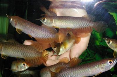 防止龍魚(yú)打架最有效方法：如何防止龍魚(yú)打架？ 龍魚(yú)百科 第2張