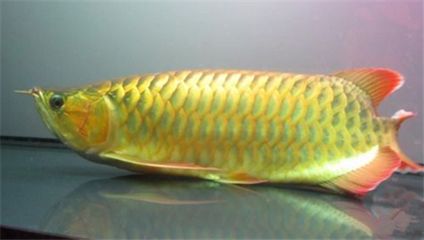 龍魚在魚缸底部不動(dòng)為什么：為什么龍魚在魚缸底部不動(dòng) 龍魚百科 第3張