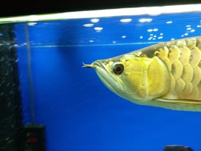 金龍魚(yú)眼睛有白點(diǎn)能治好？：金龍魚(yú)眼睛出現(xiàn)白點(diǎn)可能是由于多種原因 龍魚(yú)百科 第2張