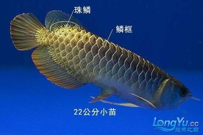 金龍魚小苗多少錢一條：金龍魚小苗多少錢一條金龍魚小苗多少錢一條 龍魚百科 第2張