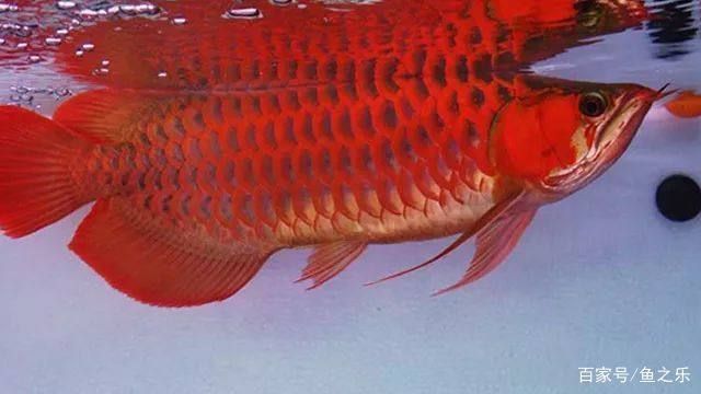 紅龍魚(yú)品相怎么看圖解：如何挑選紅龍魚(yú)