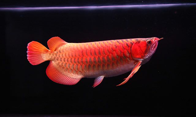 紅龍魚(yú)水質(zhì)數(shù)據(jù)圖：探討紅龍魚(yú)水質(zhì)數(shù)據(jù)圖之前需要了解紅龍魚(yú)的水質(zhì)要求