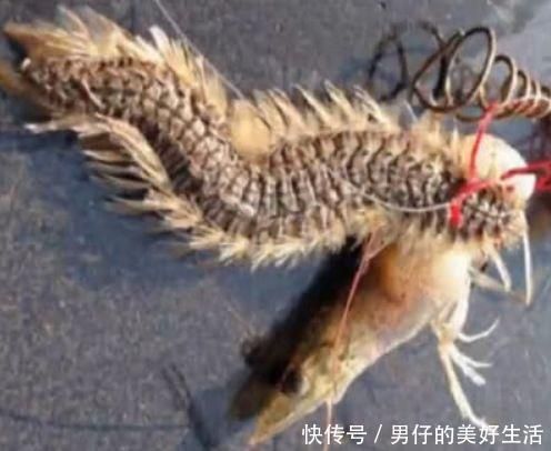 龍魚在什么情況下會死掉呢：導致龍魚死亡的原因