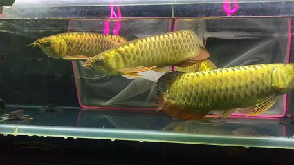 龍魚魟魚飛鳳一起養(yǎng)可以嗎：龍魚可以與虎魚、飛鳳魚混合飼養(yǎng)嗎 龍魚百科 第1張