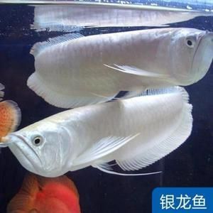 觀賞金龍魚活體魚苗批發(fā)：觀賞金龍魚活體魚苗批發(fā)需要注意哪些問題 龍魚百科 第2張