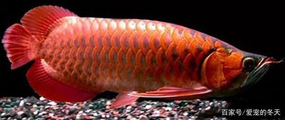 紅龍魚(yú)鰭上有白色點(diǎn)怎么回事：紅龍魚(yú)鰭上出現(xiàn)白色點(diǎn)怎么回事