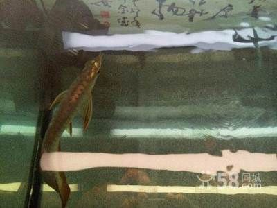 過背金龍魚幼魚怎么養(yǎng)：過背金龍魚幼魚的飼養(yǎng)方法